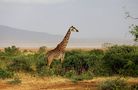 Girafe Massaï. de Jean COLLETTE 