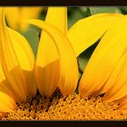 Girasol 1