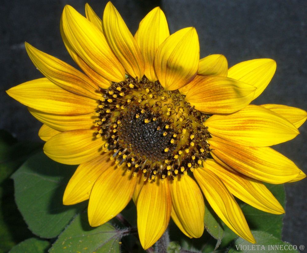 Girasol