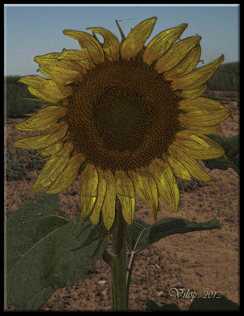 GIRASOL 2