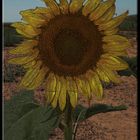 GIRASOL 2