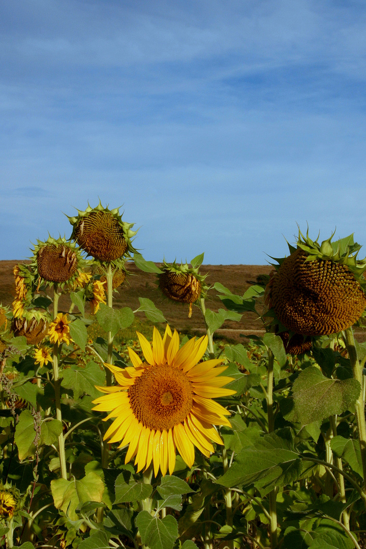 girasol