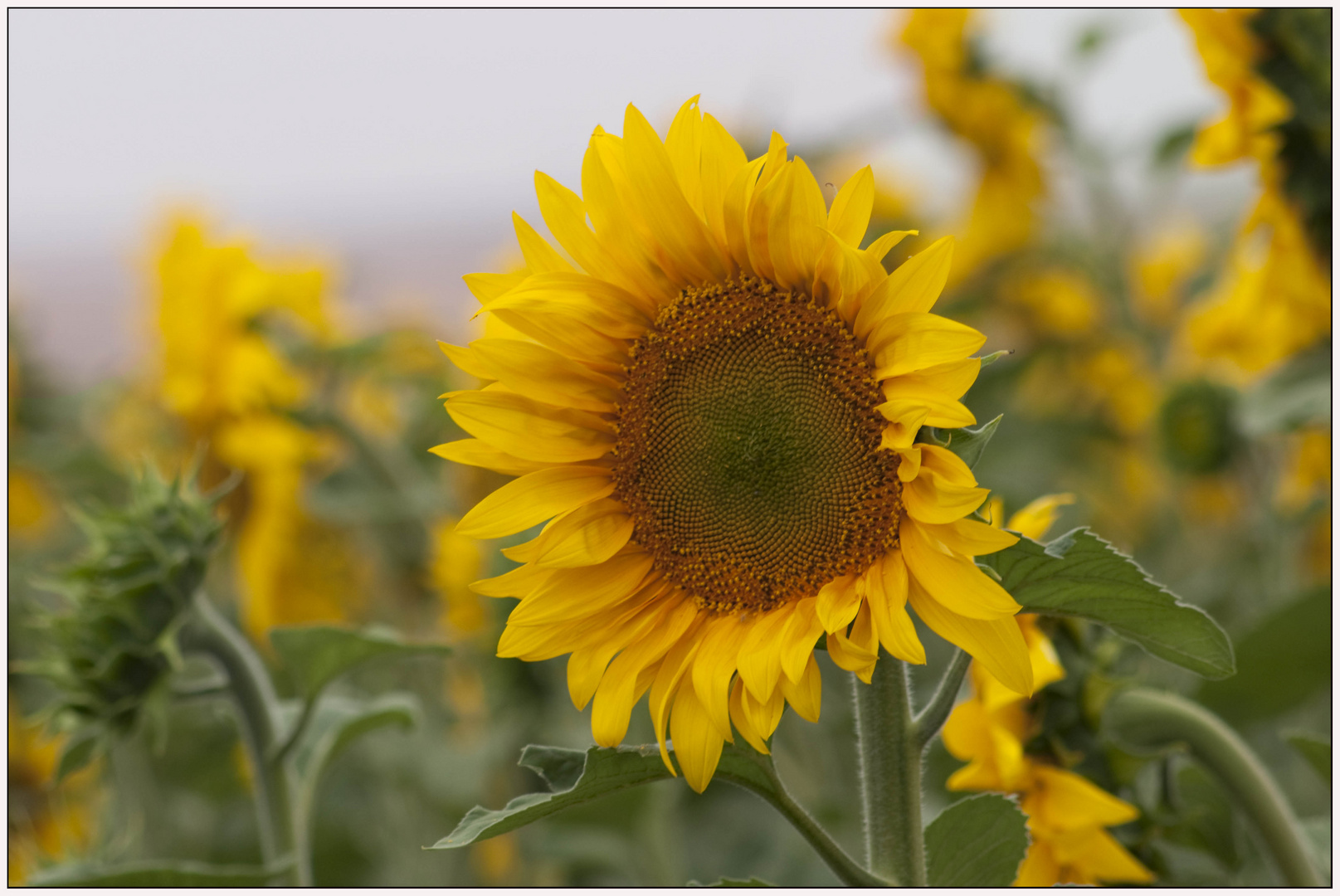 GIRASOL