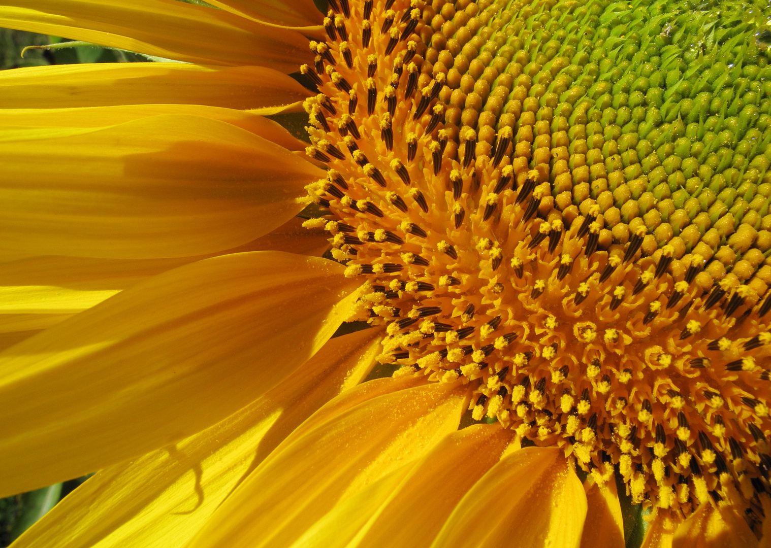 Girasol