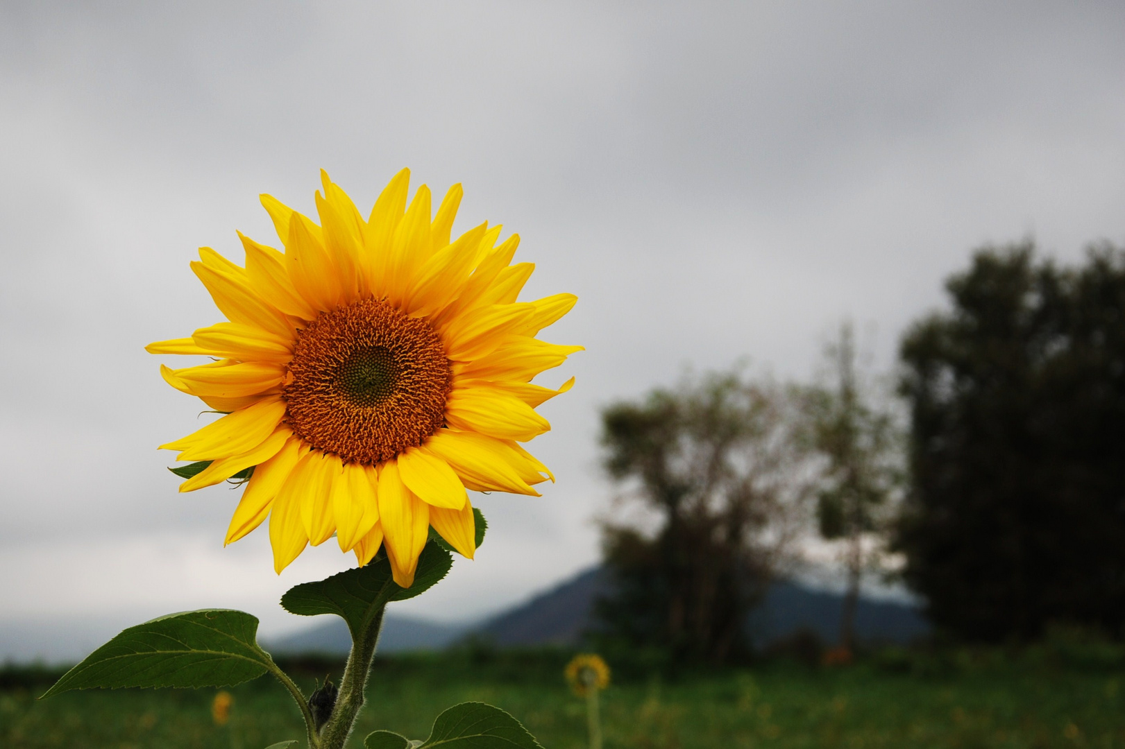 GIRASOL