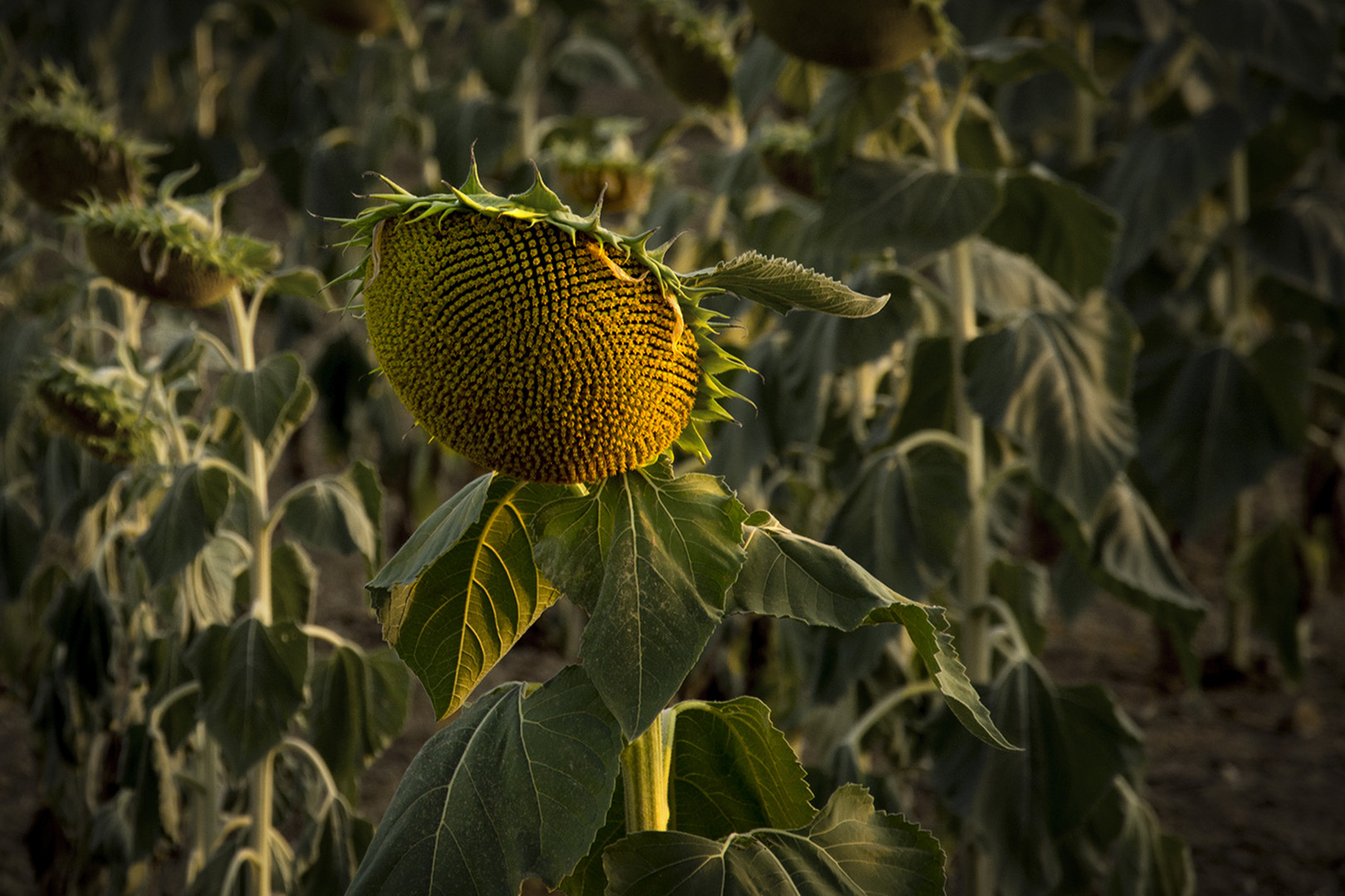 Girasol