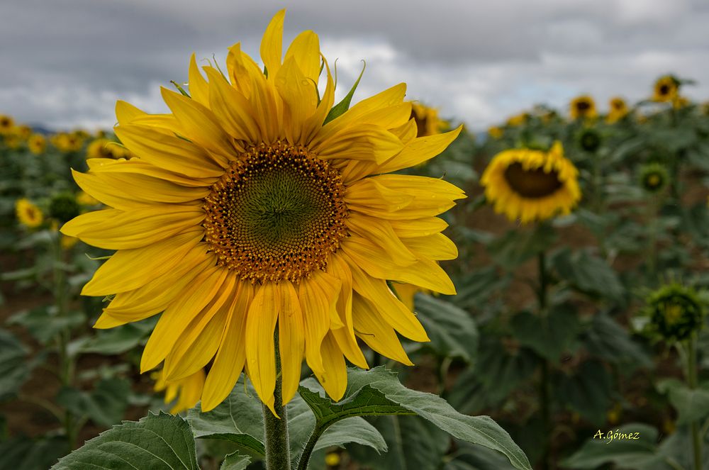 Girasol