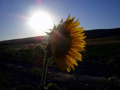 Girasol