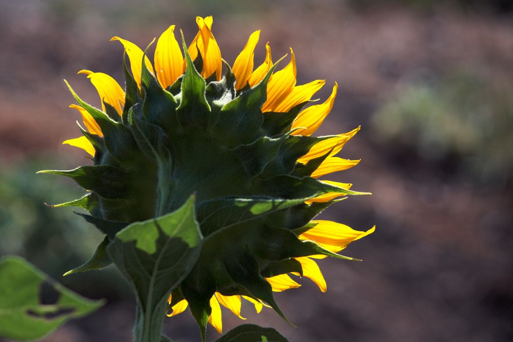 girasol a contraluz