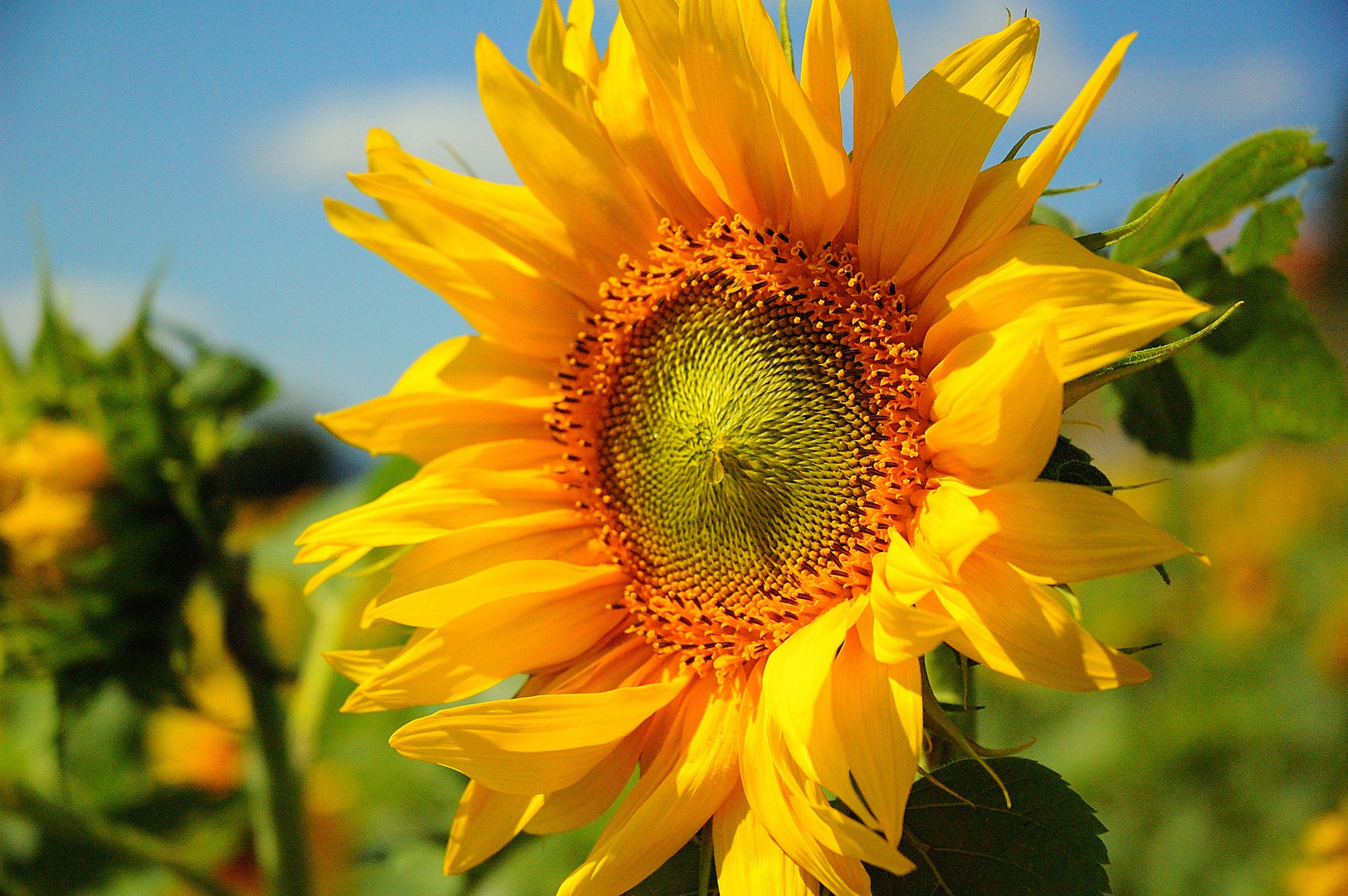 Girasol