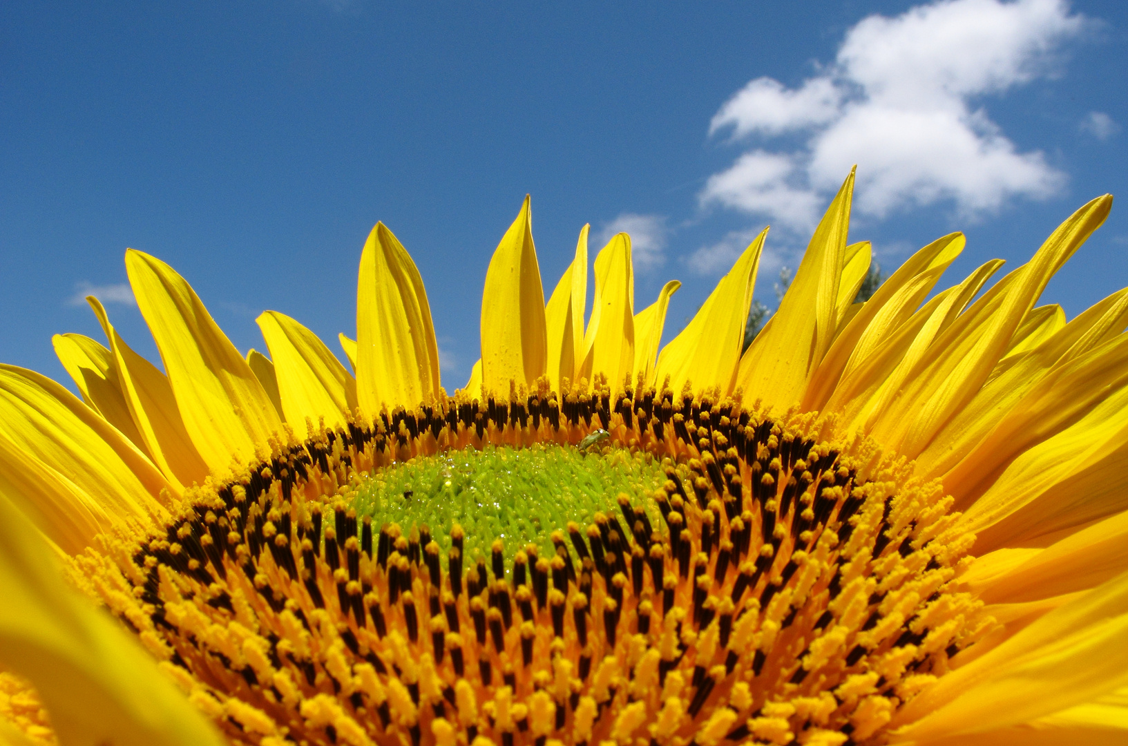 girasol al cielo