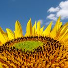 girasol al cielo