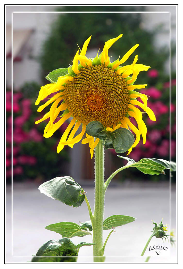 Girasol casero (jardin de Benarum)