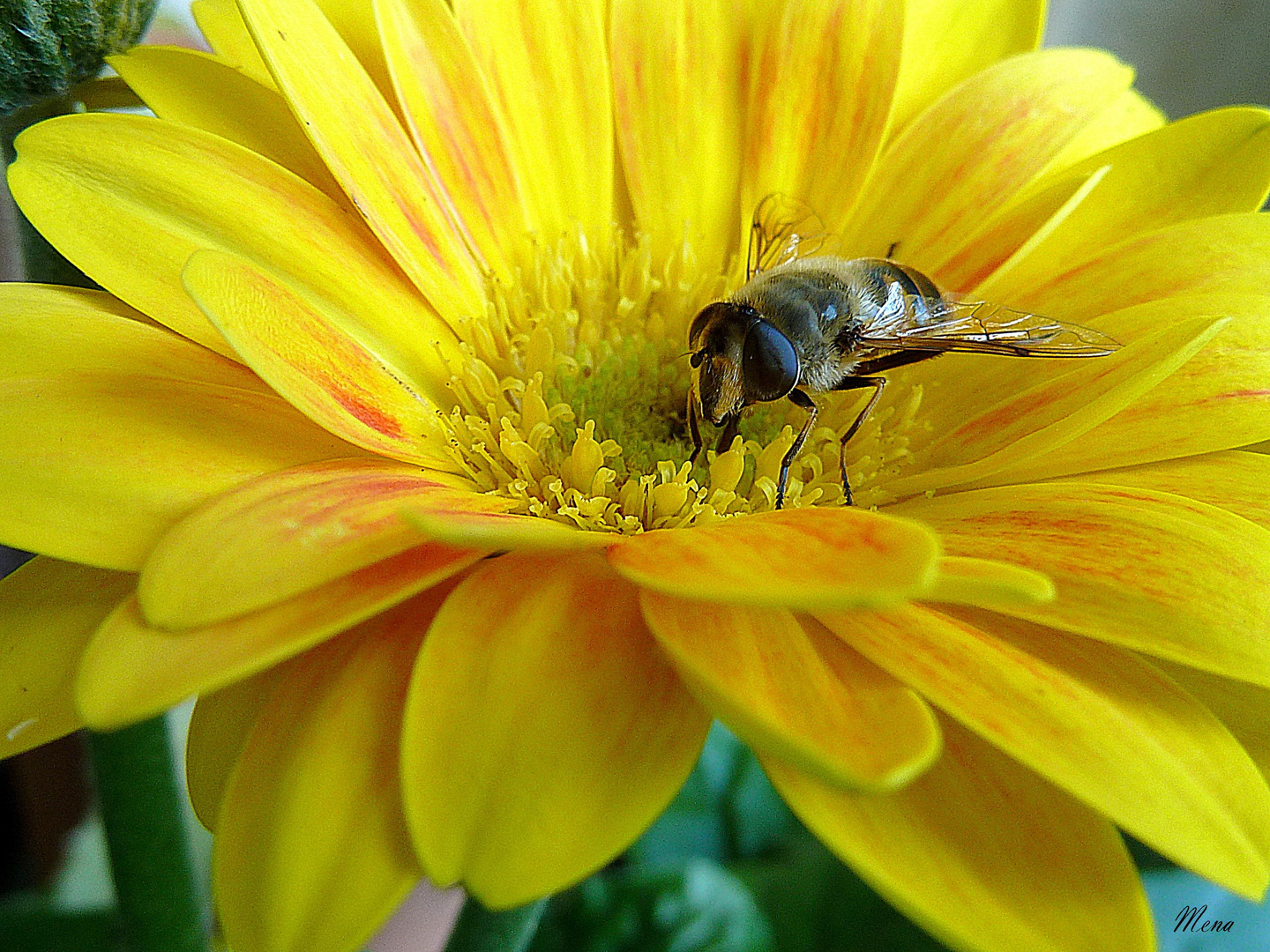 Girasol