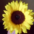 girasol