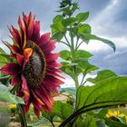 Girasol de colores