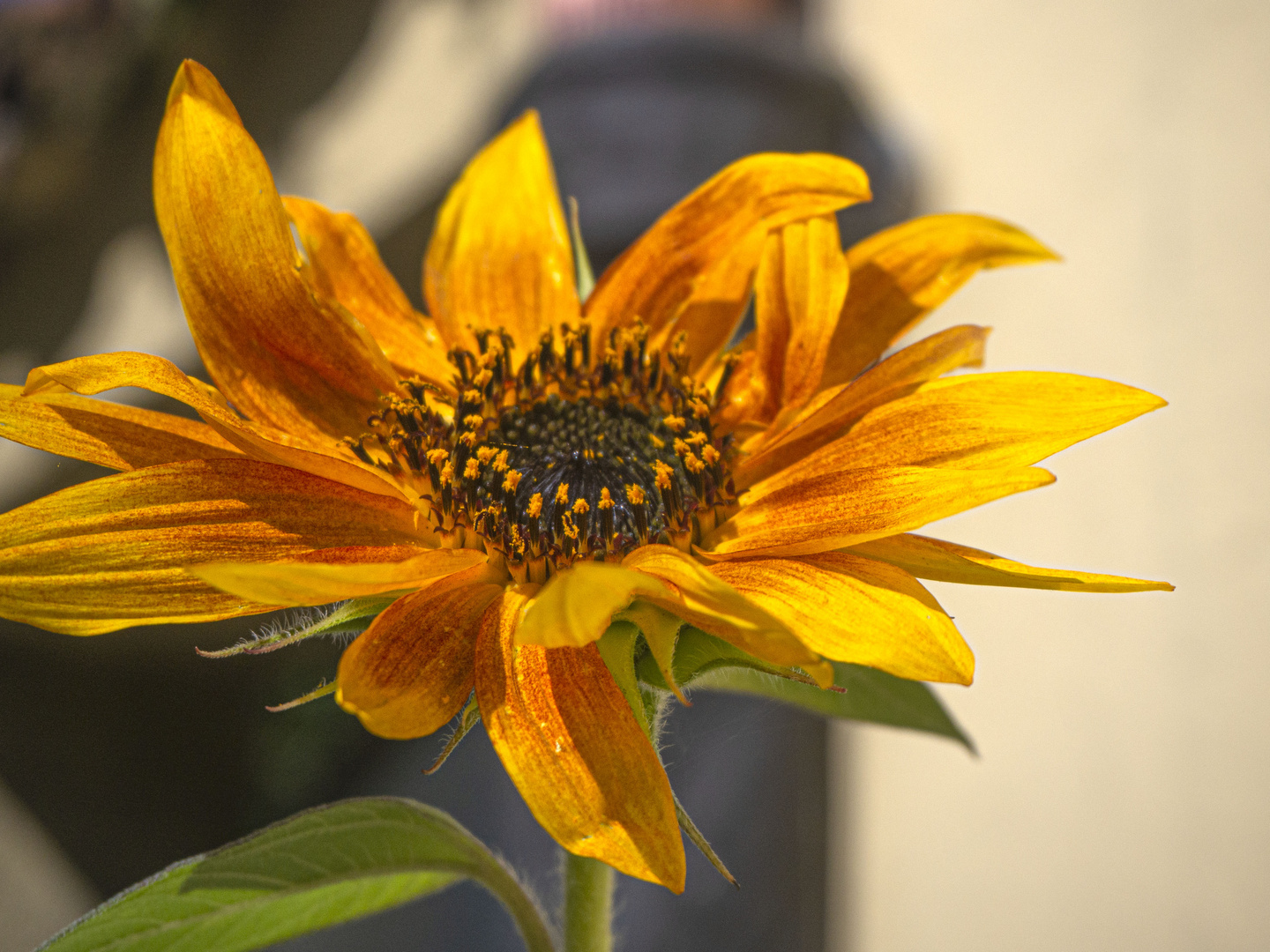 Girasol de finales de Septiembre