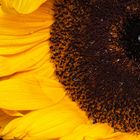 Girasol