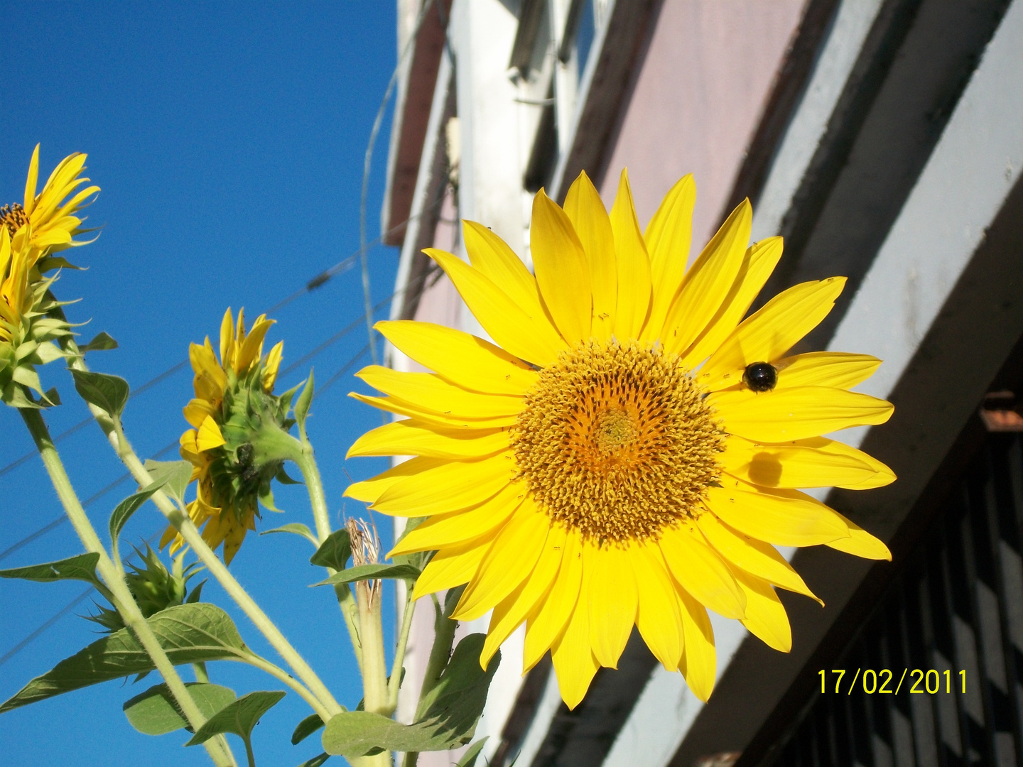 girasol