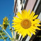 girasol