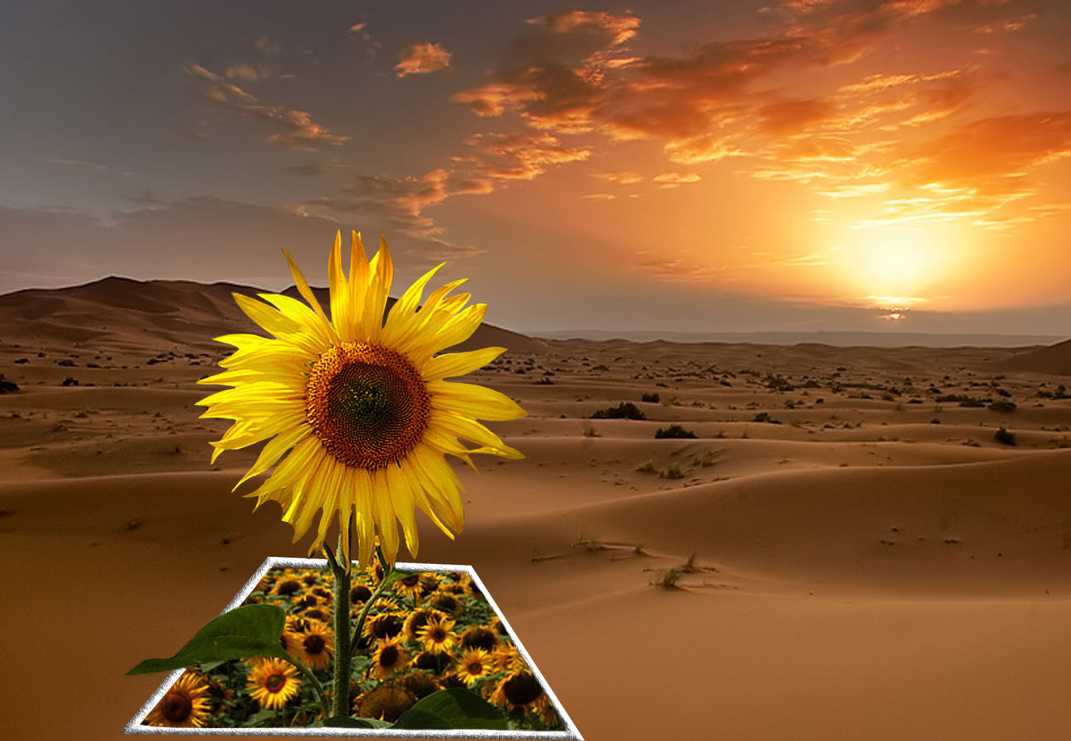 GIRASOL EN EL DESIERTO