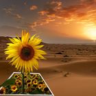 GIRASOL EN EL DESIERTO