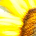 Girasol en movimiento