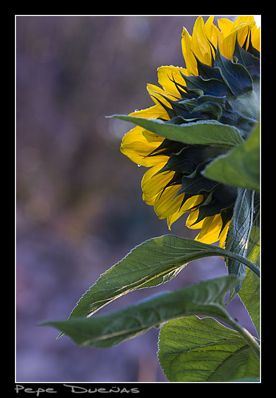 Girasol girado