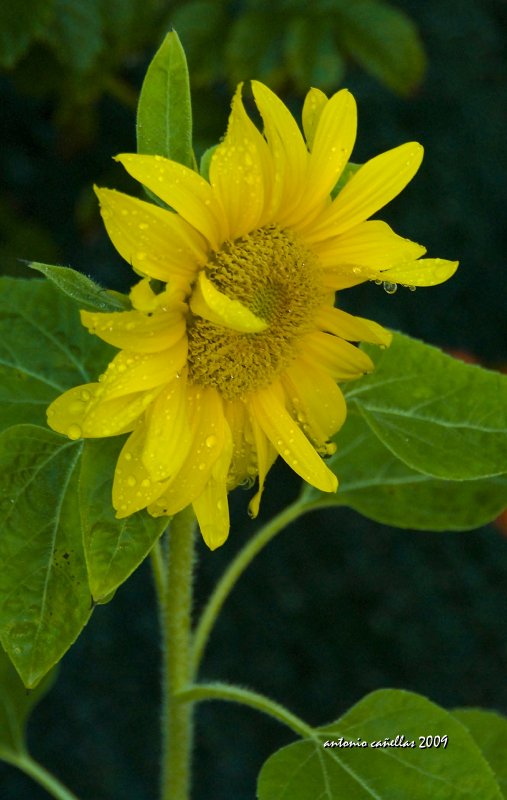 Girasol (Helianthus Annuus)