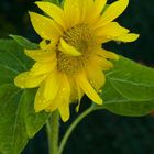 Girasol (Helianthus Annuus)