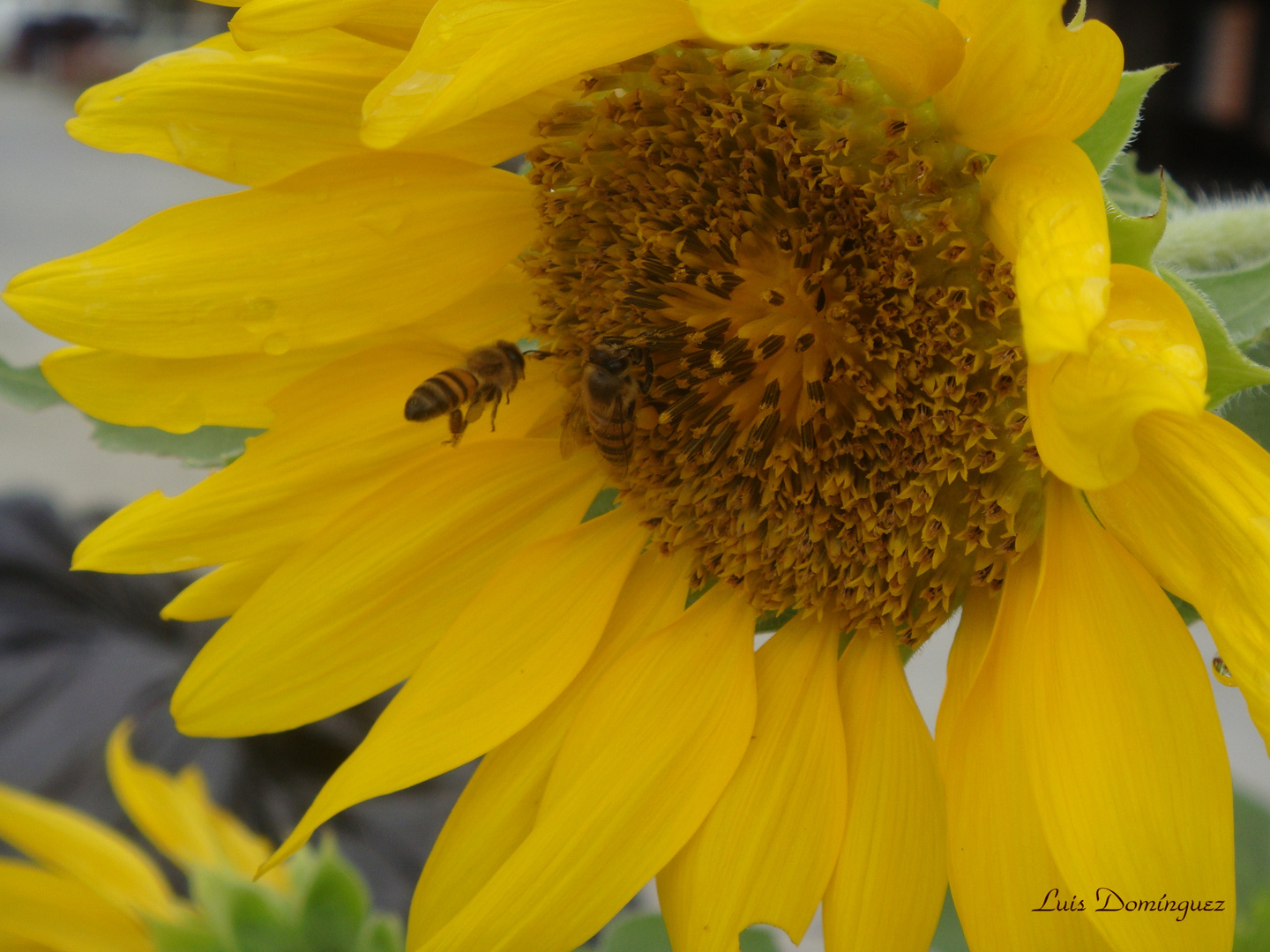 Girasol I