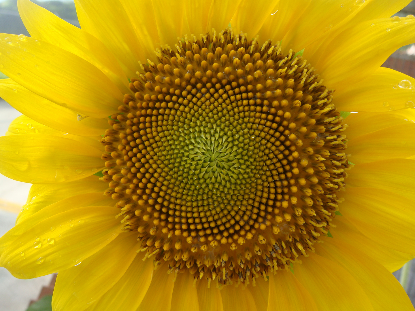 Girasol II