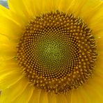 Girasol II