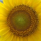 Girasol II