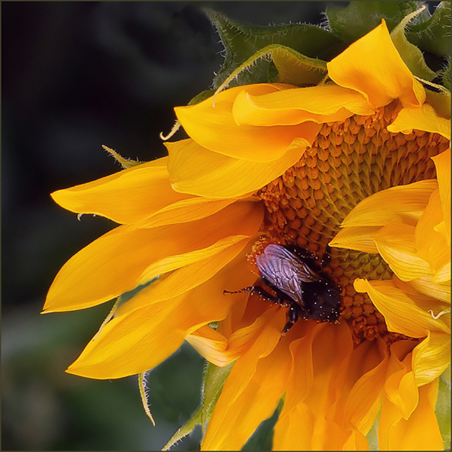  Girasol  mit Besuch 