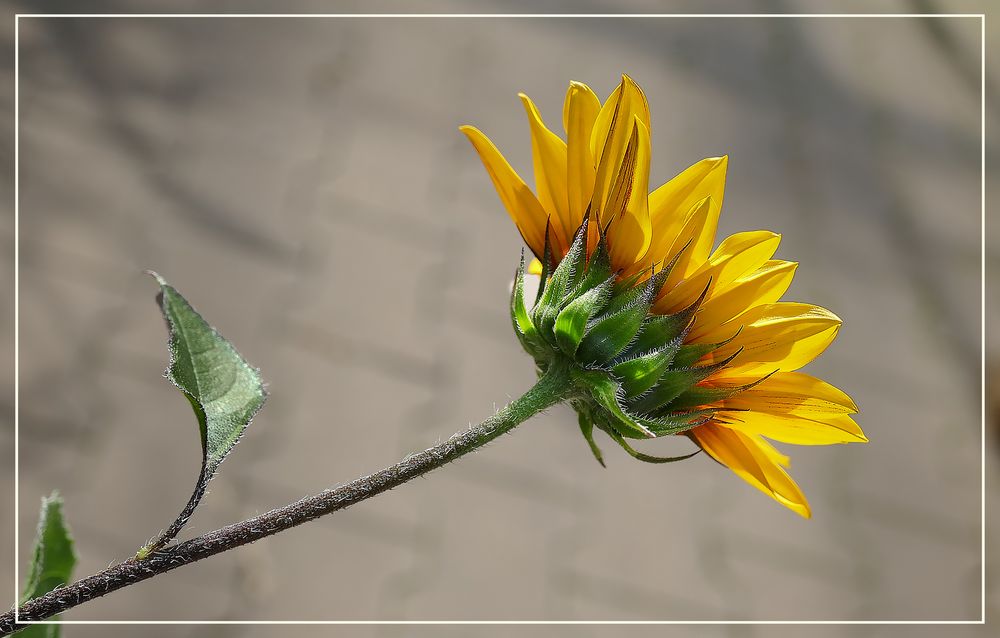 Girasol  o similar 