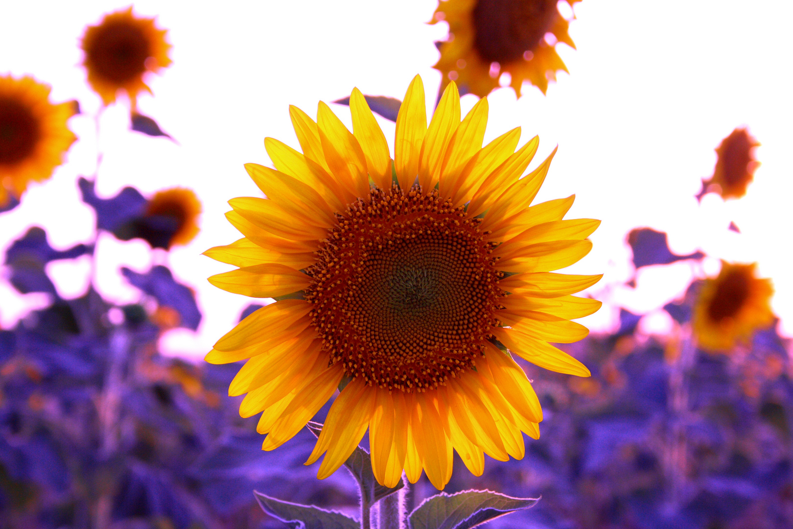 girasol retrato