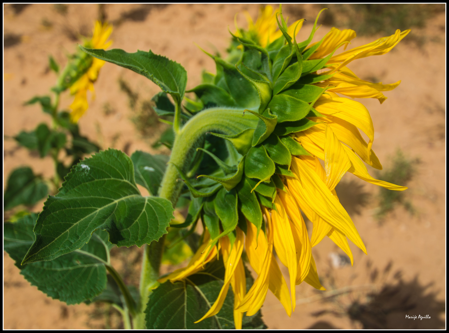 Girasol tímido