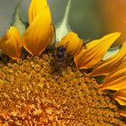 girasol y abeja