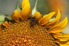 girasol y abeja