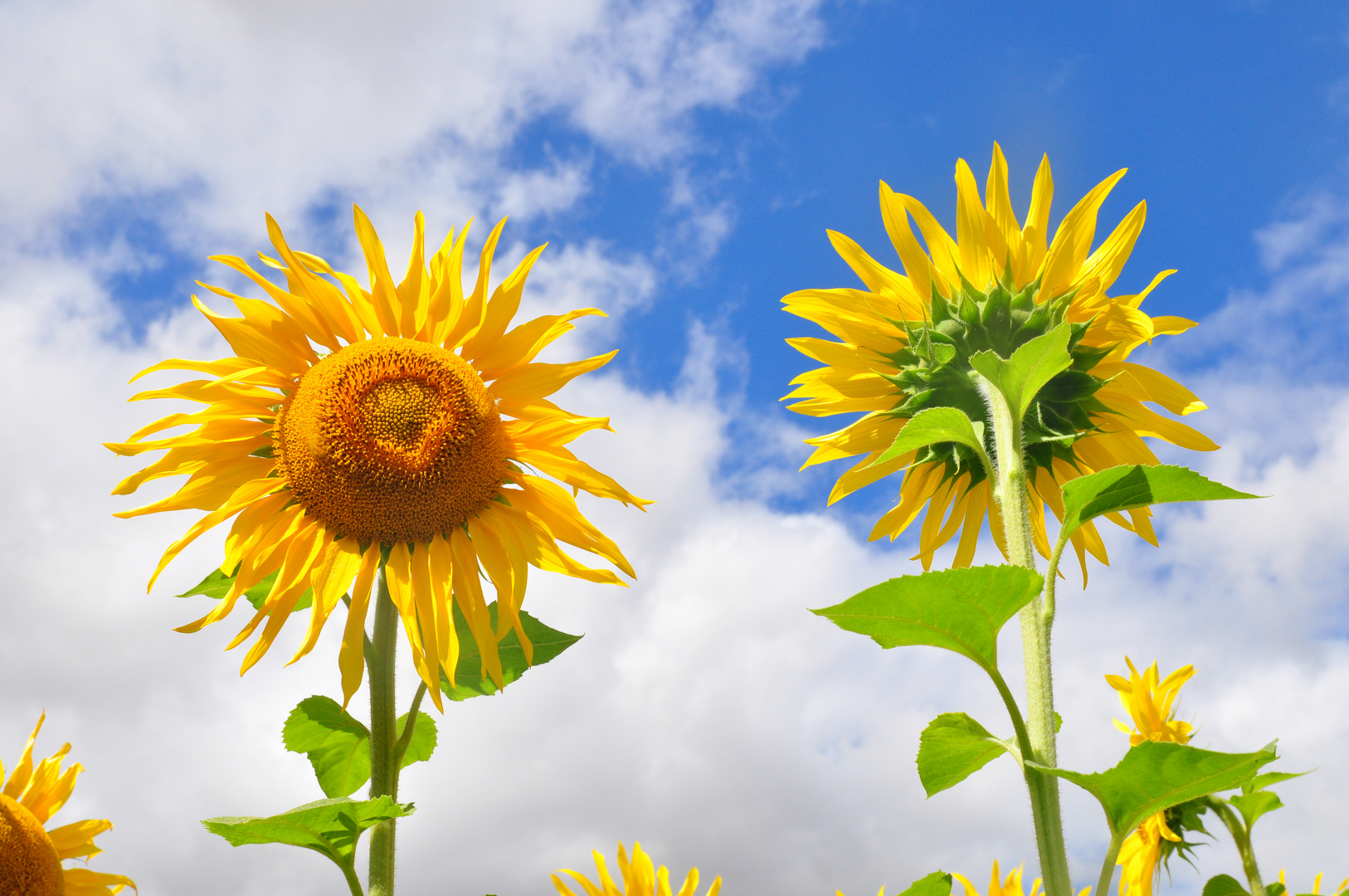 Girasol y Giraluna