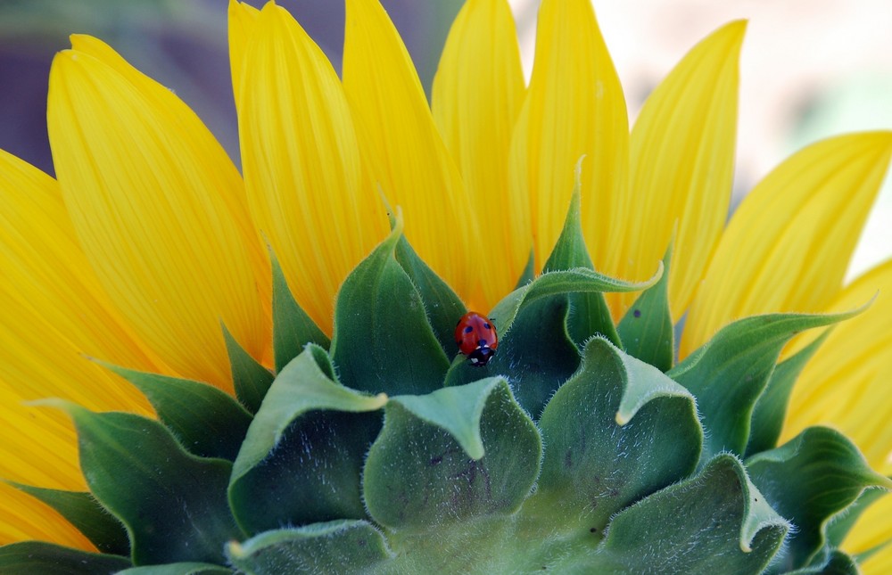 Girasol y mariquita