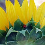 Girasol y mariquita