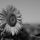 Girasole