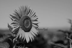 Girasole