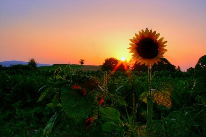 Girasole