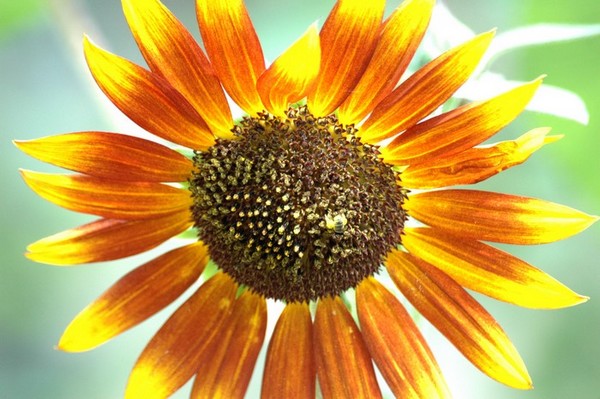 Girasole