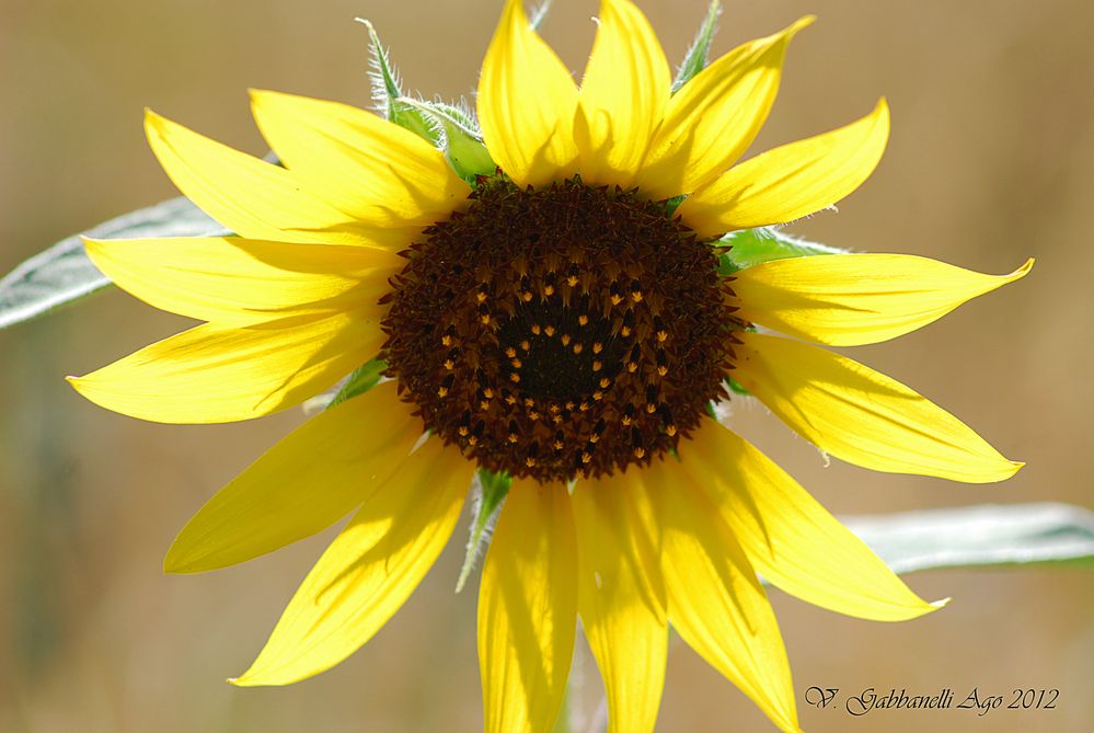 Girasole