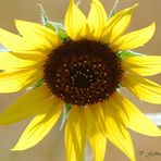 Girasole