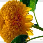 Girasole...